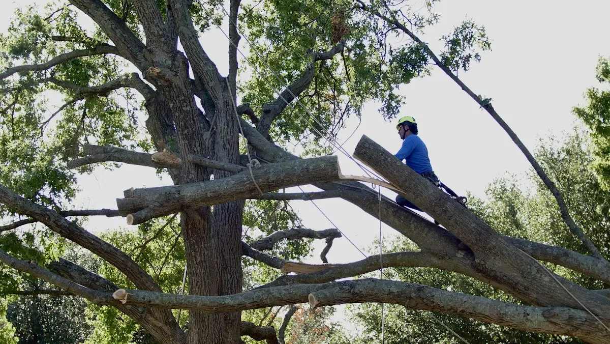 Professional Crown Thinning performed by certified arborists in Driftwood