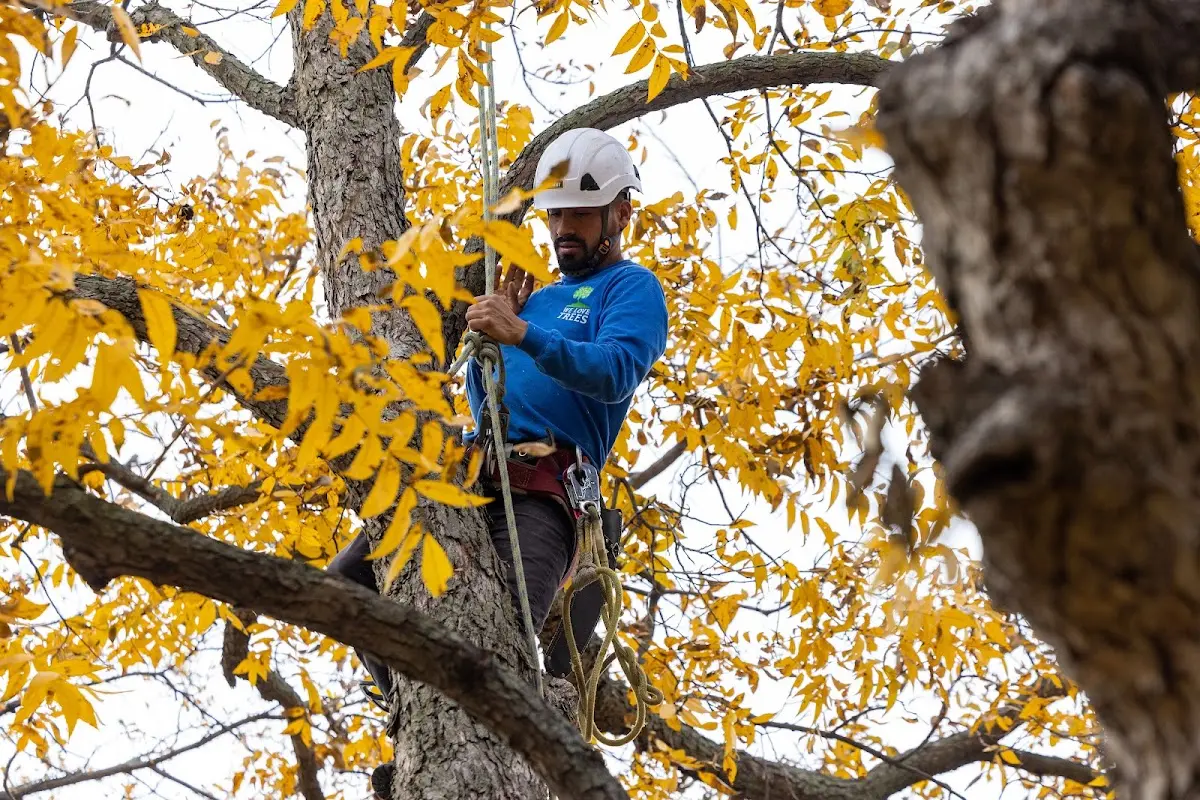 Skilled Tree Pruning crew working in Driftwood