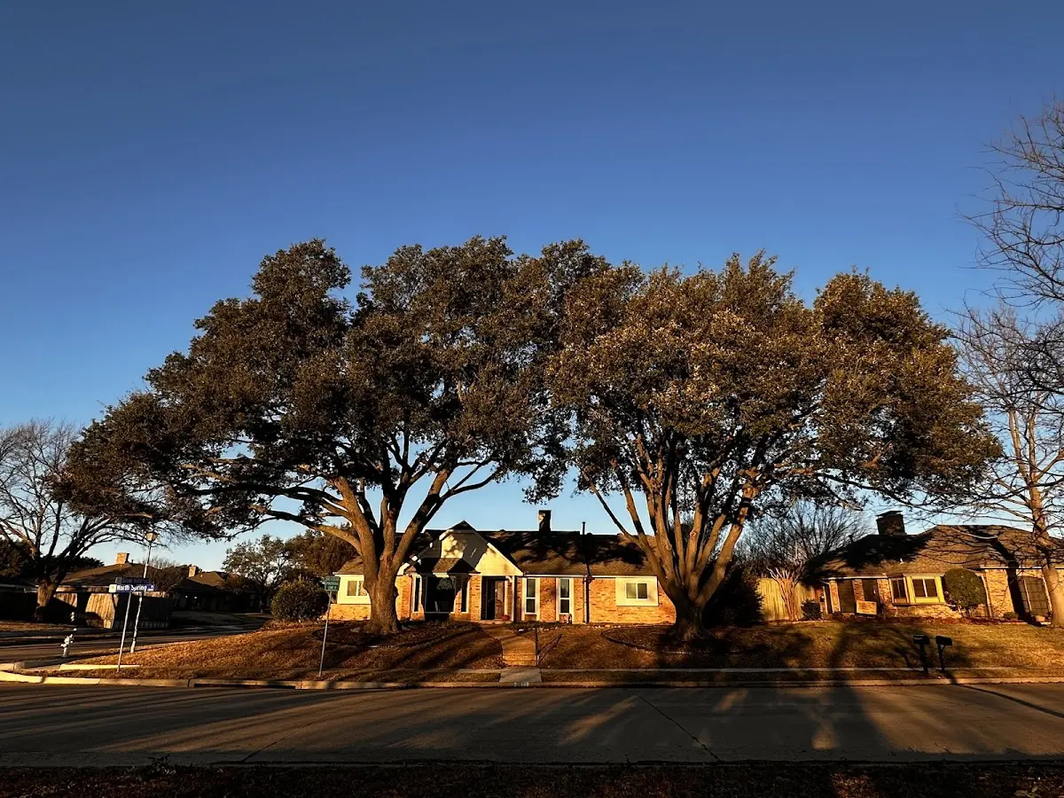 Established residential canopy tree shading a home in Driftwood